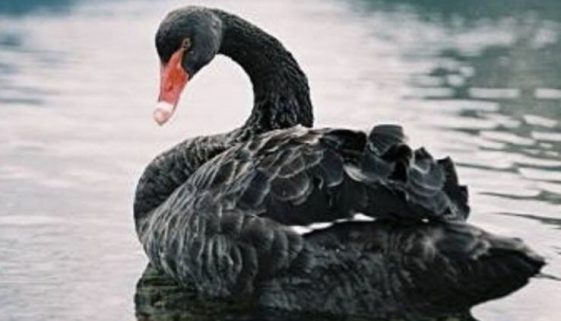 cigno
