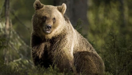 ORSO