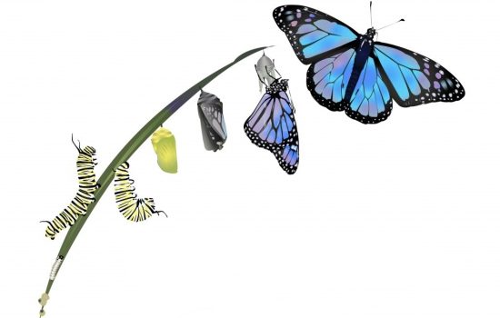 LA COMPAGNIA HOLDING