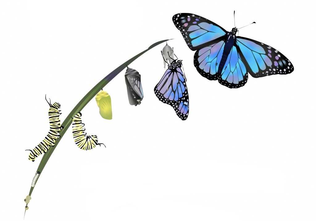 LA COMPAGNIA HOLDING